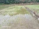 rice and cassava 3